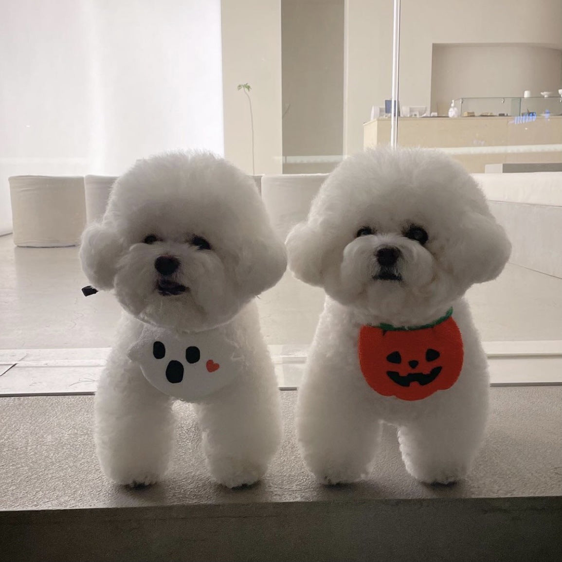 Halloween Dog Bib - Pumpkin, Ghost and Black Cat Designs