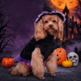 Wizard Pet Costume Halloween Dog Cat Outfit — Hallowicked hero (SU00031476)